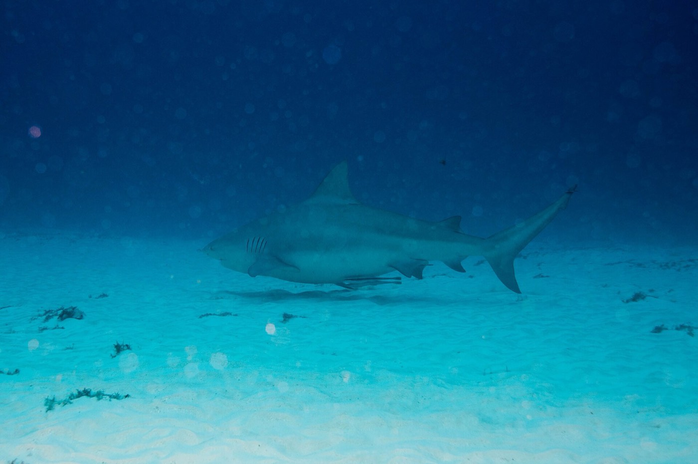 A bull shark swimming off Playa del Carmen